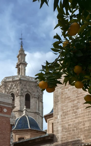 La rama de un naranjo con naranjas — Foto de Stock