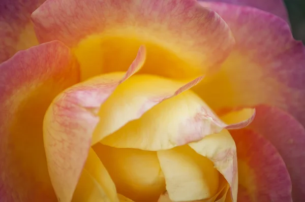 Pink rose — Stock Photo, Image