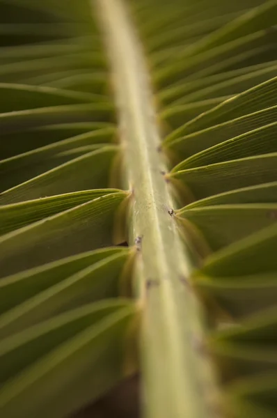 Palm lämnar — Stockfoto