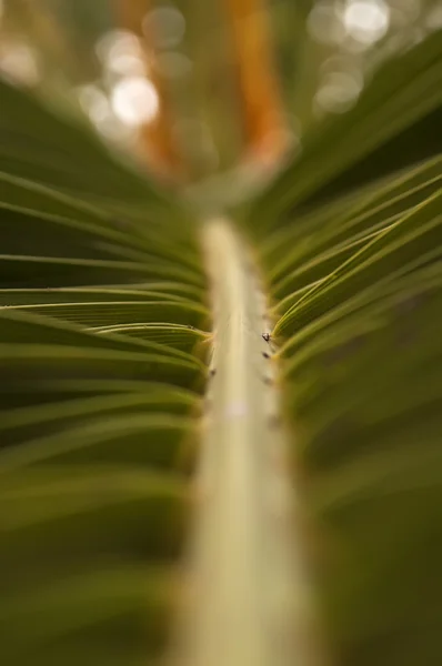 Palm lämnar — Stockfoto