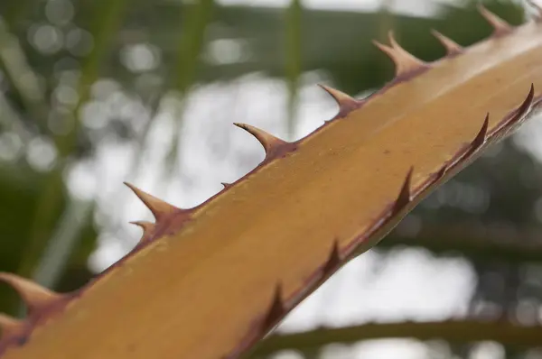 Palmblätter — Stockfoto