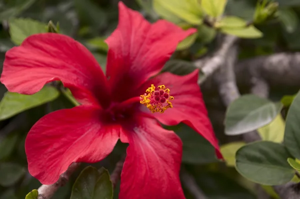 Hibiscus — Stockfoto