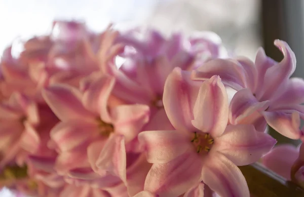 Jacinto in bloom — Stock Photo, Image