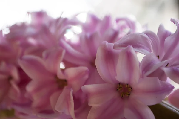 Jacinto in bloom — Stock Photo, Image