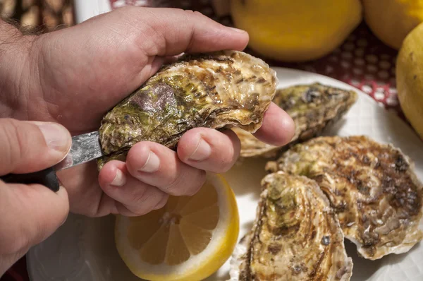 Oysters — Stock Photo, Image