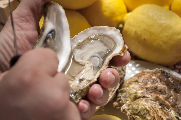 Oysters — Stock Photo, Image