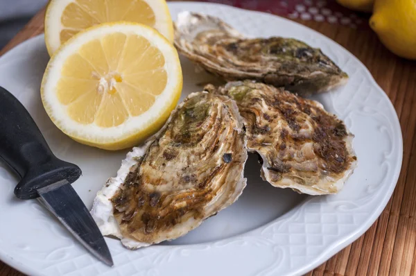 Oysters — Stock Photo, Image
