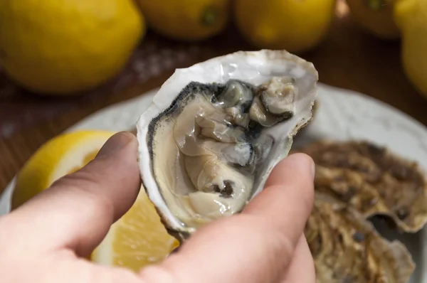 Oysters — Stock Photo, Image