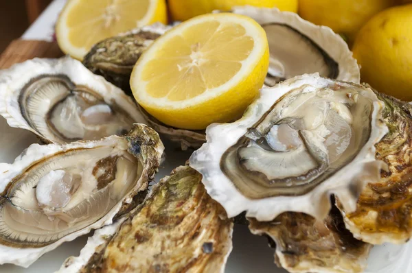 Oysters — Stock Photo, Image