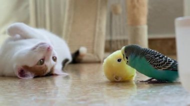 Bir papağan bir oyuncakla oynuyor, bir kedi onu merakla izliyor.