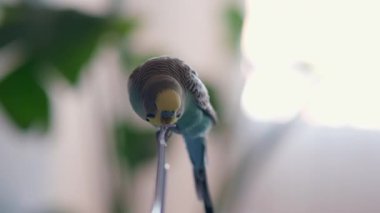 Mavi Budgie Bitiyor ve Uçup Gidiyor