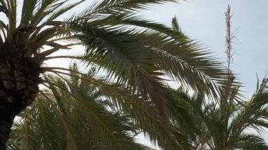 Palmiye ağaçlarının tepeleri açık mavi gökyüzüne karşı