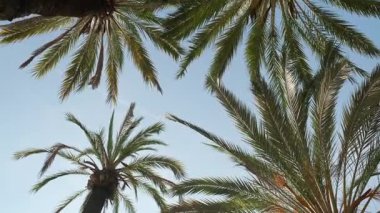 Palmiye ağaçlarının tepeleri açık mavi gökyüzüne karşı