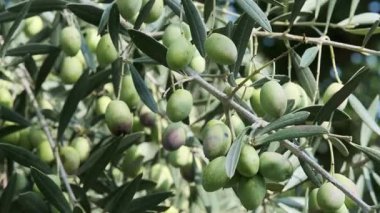 Bir dalda yeşil zeytin.