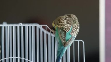 Dairede meraklı mavi bir muhabbet kuşu var.