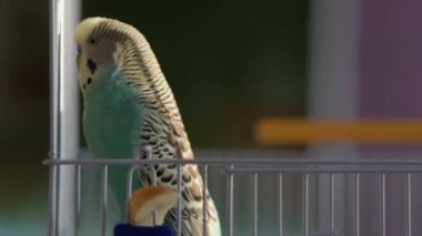 Dairede meraklı mavi bir muhabbet kuşu var.