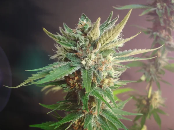 大麻植物のクローズ アップ — ストック写真