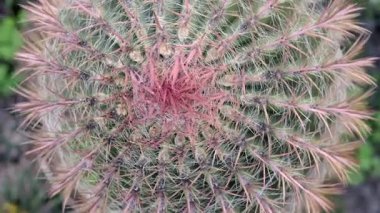 Parkta kaktüs iğneleri yakın plan çekiliyor.