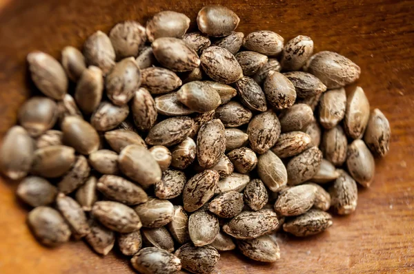 Ripe cannabis seeds — Stock Photo, Image