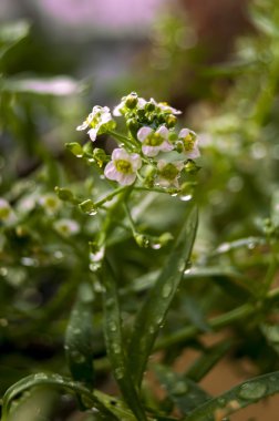 damla su bitkiler üzerinde