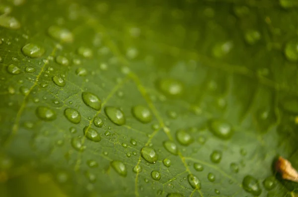 Droppe vatten på växter — Stockfoto