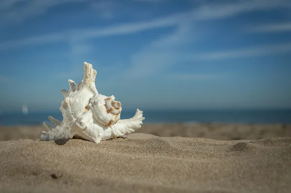 Coquille sur le sable — Photo