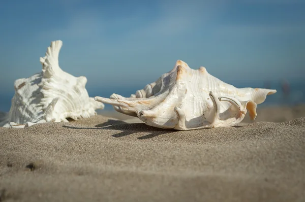 Coquille sur le sable — Photo