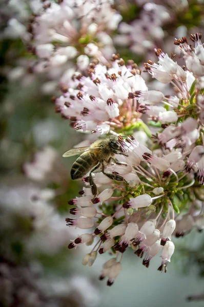 Biene auf einer Blume — Stockfoto