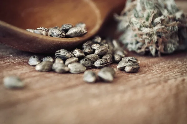Cannabis seeds and money — Stock Photo, Image