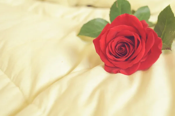 Rosa na cama — Fotografia de Stock