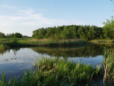 Yaz manzarası. Nehir. Bir sürü yeşil çimen. Yaz.