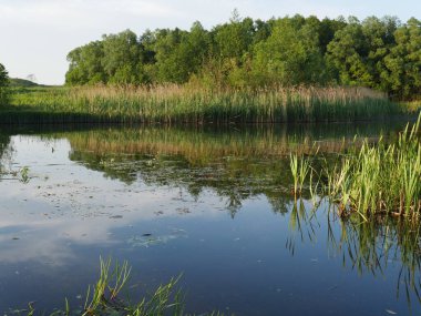 Yaz manzarası. Nehir. Bir sürü yeşil çimen. Yaz.