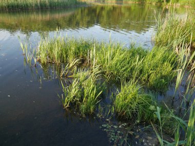 Yaz manzarası. Nehir. Bir sürü yeşil çimen. Yaz.