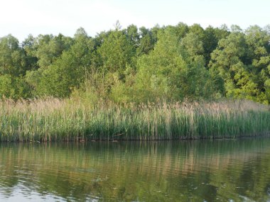 Yaz manzarası. Nehir. Bir sürü yeşil çimen. Yaz.