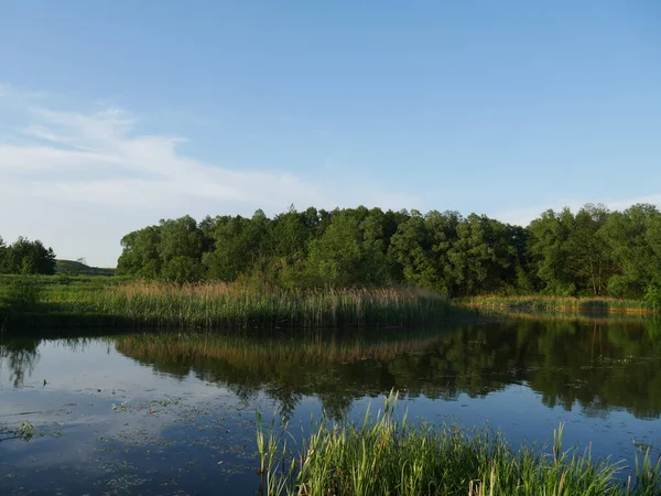 Letní Krajina River Spousta Zelené Trávy Léto — Stock fotografie