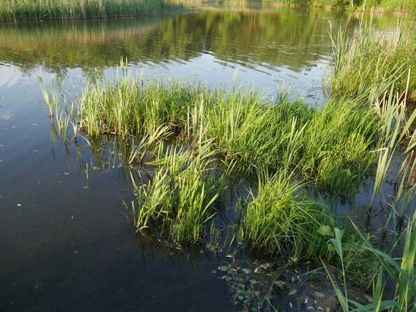 Paisaje Verano Río Mucha Hierba Verde Verano —  Fotos de Stock