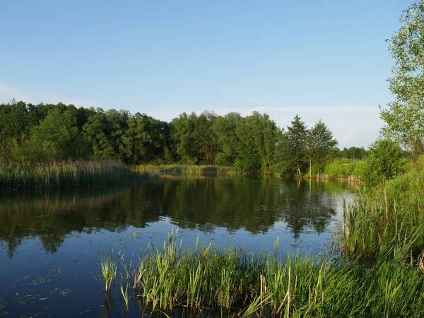 Zomer Landschap Rivier Veel Groen Gras Zomer — Stockfoto