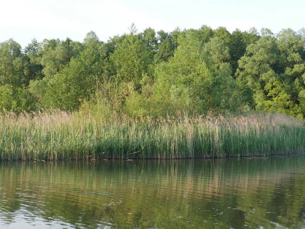 Letní Krajina River Spousta Zelené Trávy Léto — Stock fotografie