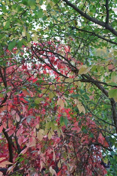 Feuillage Automne Sur Arbre Vert Rouge Jaune Jour — Photo