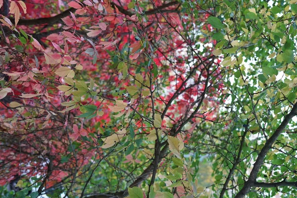 Jesienne Liście Drzewie Zielony Czerwony Żółty Dzień — Zdjęcie stockowe