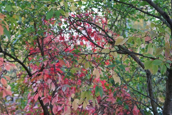 Feuillage Automne Sur Arbre Vert Rouge Jaune Jour — Photo