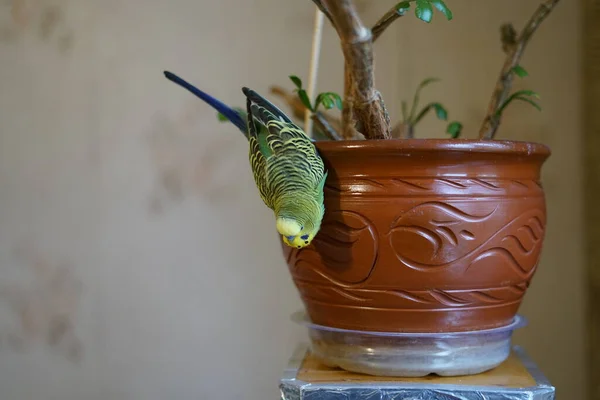 Budgie Verde Amarelo Brincando Casa Ambiente Doméstico — Fotografia de Stock