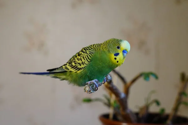 Periquito Amarillo Verde Sentado Una Rama Edad Año Habitación Lindo — Foto de Stock