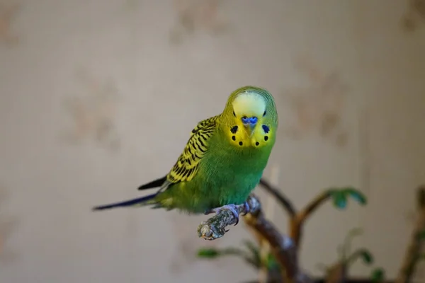 Budgie Amarelo Verde Sentado Ramo Idade Ano Quarto Bonito — Fotografia de Stock