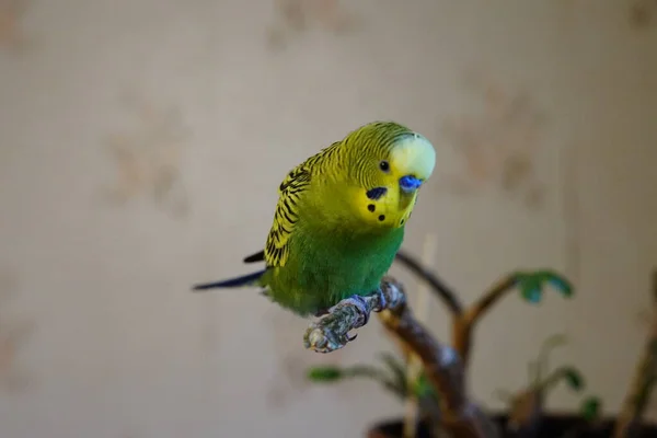 Sarı Yeşil Muhabbet Kuşu Bir Dala Oturmuş Yaş Odada Şirin — Stok fotoğraf