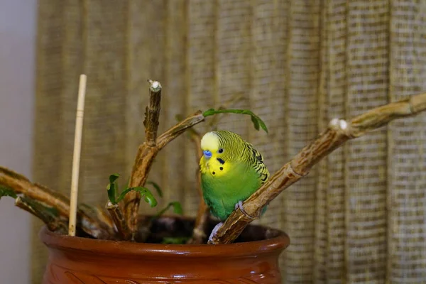 Sárga Zöld Papagáj Egy Ágon Egy Éves Szobában Cuki — Stock Fotó