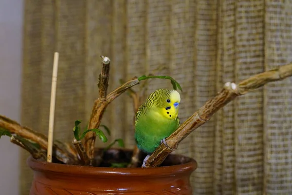 Sarı Yeşil Muhabbet Kuşu Bir Dala Oturmuş Yaş Odada Şirin — Stok fotoğraf