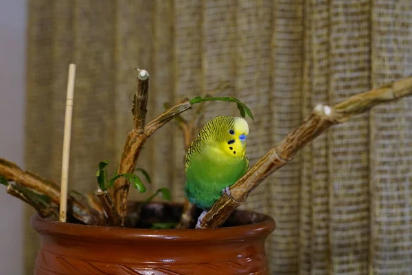 Budgie Amarelo Verde Sentado Ramo Idade Ano Quarto Bonito — Fotografia de Stock