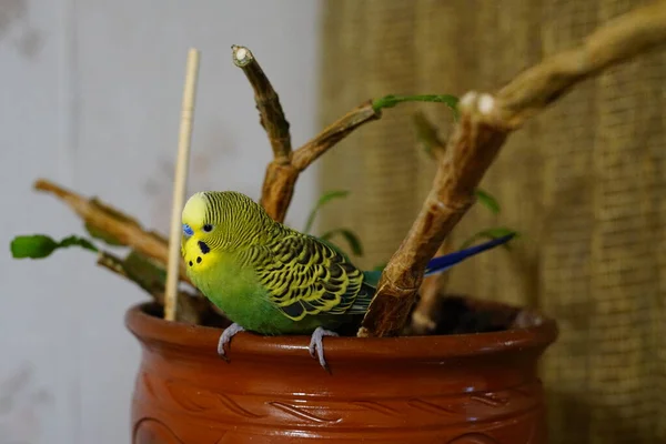 Periquito Amarillo Verde Sentado Una Rama Edad Año Habitación Lindo — Foto de Stock