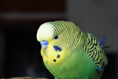 Sarı-yeşil muhabbet kuşu bir dala oturmuş. İçeride. Kapat..